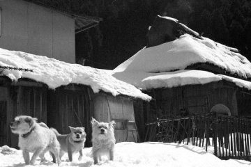飼い犬のいる生活は、昭和の家族の幸せな一枚のスケッチだった
