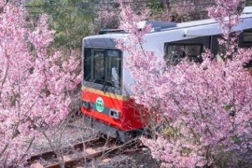 箱根登山電車と100周年のケーブルカー、記念イベントの春の最終段階がお楽しみ