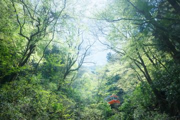 箱根登山電車は、箱根の森とともに生きている生き物である