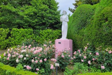 秋バラが見ごろの「谷津バラ園」  谷津には「読売巨人軍発祥の地」の碑もあった！