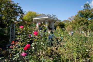 【お出かけ情報】　香しい秋バラが咲き誇る〈箱根強羅公園〉、今年も「秋のローズガーデン音楽会」を楽しみながら猛暑を忘れて箱根の冷涼な空気に触れる