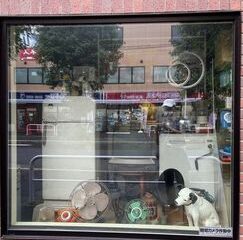 第66回【萩原朔美 スマホ散歩】　ショーウィンドウと鏡