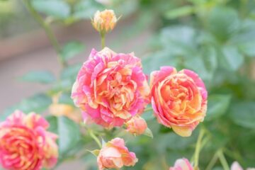 【秋のお出かけ情報】秋バラは今年も裏切らない！