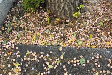 第37回【キジュを超えて】タネとネタ─萩原 朔美の日々　　　