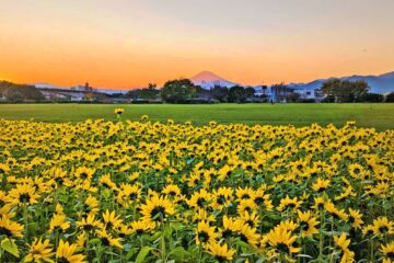 【冬のお出かけ情報】②　冠雪の富士山が映える、冬に咲くひまわり畑　～神奈川県寒川町～