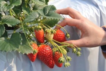 【お出かけ情報】いちご狩り体験がいよいよシーズン！京成電車と連携している沿線のお薦めの12農園が公開！